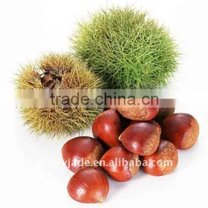 China High Quality Fresh Chestnut thumbnail-1