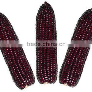 Steamed/Blanched IQF Frozen Waxy Purple Corn Purple Color thumbnail-5