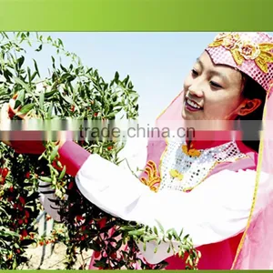 Ningxia Goji Berries Hot Selling thumbnail-2