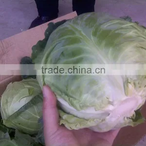 Cabbage thumbnail-1