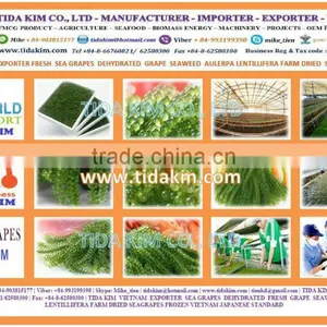 CAULERPA LENTILLIFERA FRESH SEAGRAPES - SEAWEED VIETNAM GREEN CAVIAR OKINAWA DEHYDRATED JAPAN TIDA KIM OEM PRODUCTION SEAFOOD thumbnail-1