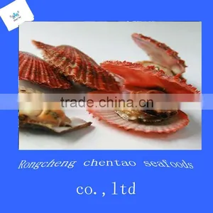 Shandong Shidao Chlamys Scallops thumbnail-1