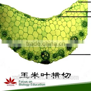 Agronomy Microscope Prepared Slides , Economy Crop Prepared Slide,stem Prepared Slides You Can Choose From thumbnail-4