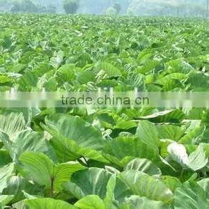 Shangdong Taro Root at Chinese Taro Market Price thumbnail-3