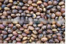 Cat's Eye Beans thumbnail-1