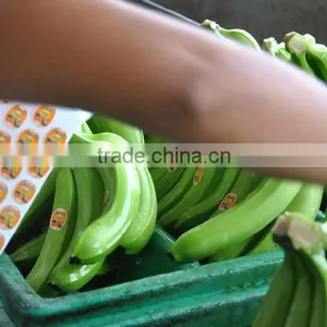 Banana Manufacturers in Ecuador thumbnail-1