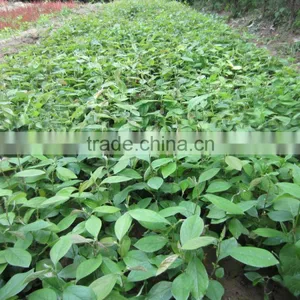 Papaya Tree Seedling thumbnail-2