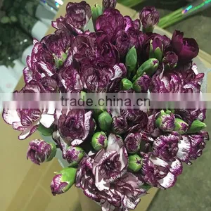 High Quality Fresh Carnation Flowers for Wholesale thumbnail-6