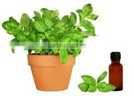 Basil Oil Wholesalers,Natural Basil Oil thumbnail-1
