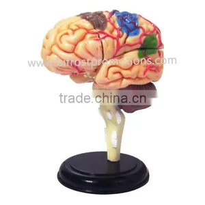 4D Brain Anatomical Model thumbnail-1