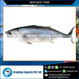 2015 Fresh Frozen Skipjack Tuna Whole Round thumbnail-1