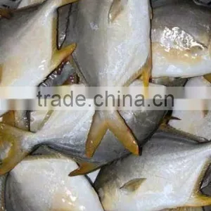 Salmon of Gold Pomfret thumbnail-1