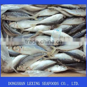 Horse Mackerel thumbnail-1