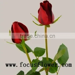 Fragrant Aroma Crazy Selling Fresh Cut Roses Fresh Cut Marigold Roses Carola for Wedding Decoration From Kunming thumbnail-6