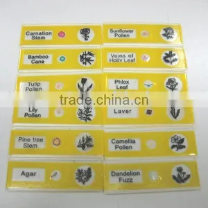 Sample Tulip Pollen Children Miscroscopic Slides thumbnail-1