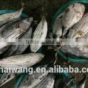 Frozen Seafood Skipjack Tuna Fish Sale With Size 300 - 750g + thumbnail-2