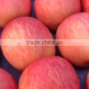 Huge Fuji Apple thumbnail-1