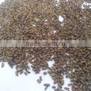 Best Quality of Cassia Tora Gum Powder (CTGP) From Manohar International thumbnail-2