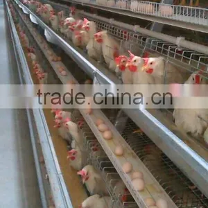 Chicken Layer Cage thumbnail-3