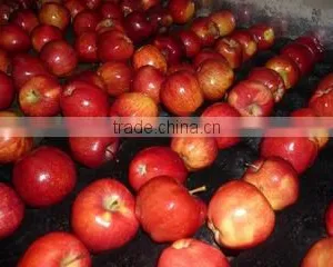 Lixian Richshine Fruits & Vegetables Co., Ltd. company overview - view 3 thumbnail