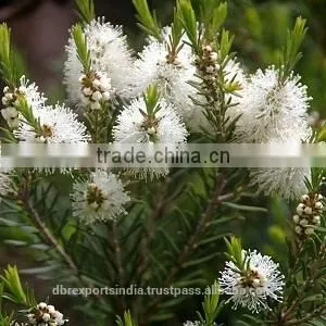 Tea Tree Oil From India thumbnail-1