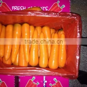 Fresh Carrot 2016 Crop thumbnail-2