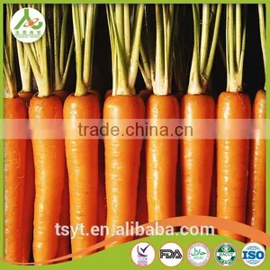 Health Food Fresh Carrot Crisp and Good Flavor Fresh Carrot Carrots thumbnail-2