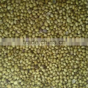 Coriander Seeds thumbnail-1