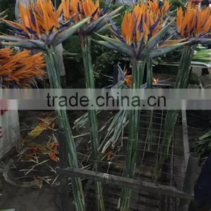 Fresh Cut Flowers Multicolor Bird of Paradise Flowers thumbnail-1