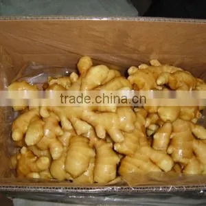 Supply Air-Dried Ginger for the UK &Spain thumbnail-5