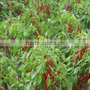 FDA /HACCP/SGS/HALAL Certificated Dry Paprika Pods thumbnail-4