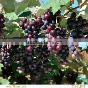 Grape Seed Extract Powder thumbnail-1