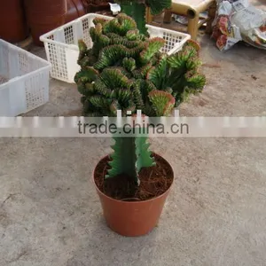 Euphorbia Lactea F.cristata 'variegata' thumbnail-1