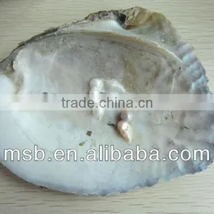 Natural Raw Thick Chinese River Triangle Shell/raw Shells thumbnail-2