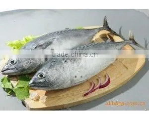 2014 New Catching Frozen on Board Whole and Round Bonito 300-500g thumbnail-1