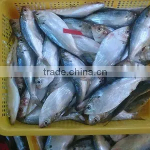 HILSA/ HILSHA/ DOTTED GIZZARD SHAD/ SARDINE thumbnail-3
