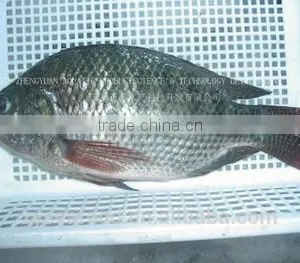 Best Price Frozen Tilapia Fish thumbnail-1