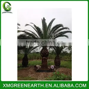 Phoenix Canariensis Palms Trunk 2-2.5m thumbnail-2