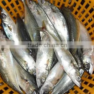 High Quality WR Frozen Pacific Mackerel Fish 300-500g thumbnail-2