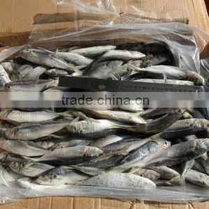 High Quality Horse Mackerel(Decapterus Maruadsi) 120-160 Pcs thumbnail-1