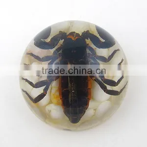 2016New Design Wholesale Paperweight With Real Insect thumbnail-3