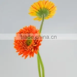Popular Golden Sun Exquisite Wedding Flowers Gerberas thumbnail-1