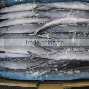 Seafrozen Pacific Saury wr thumbnail-6