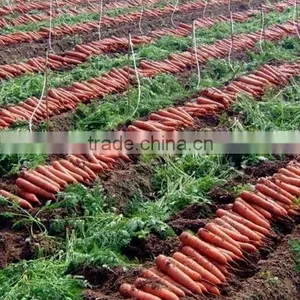 2016 New Crop Xiamen Fresh Carrot thumbnail-6