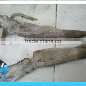Frozen Whole Illex Squid thumbnail-3