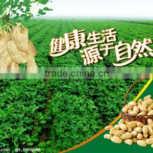Ju'nan Country Best Quality Blanched Peanut 24/28 Size 25kg/ctn for Sale thumbnail-3