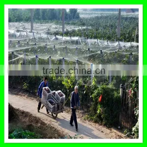 Henan Suntex Professional Supply Anti Bird Net/orchad Anti Bird Net/anti Pheasant Net thumbnail-3