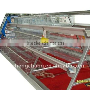 Chicken Breeding thumbnail-1