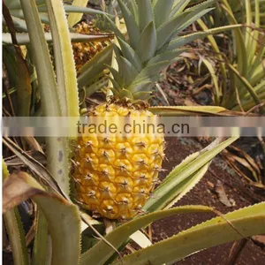 Chinese Factory Supply Enzyme Preparation Bromelain 100,000u/g for Sale thumbnail-4