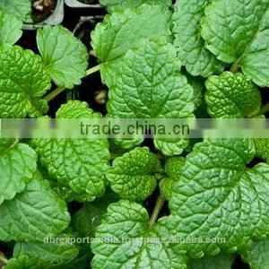 Melissa Oil at Whole Sale Rate thumbnail-1